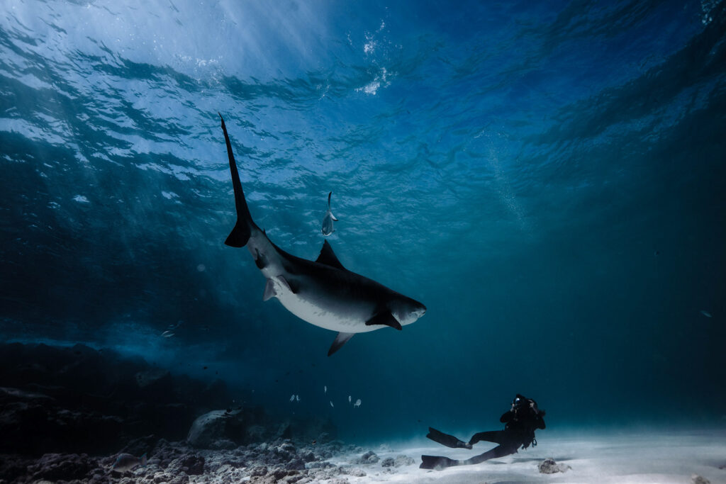 Scuba Diving